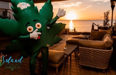 Island Strains: 100% local from seed to sale