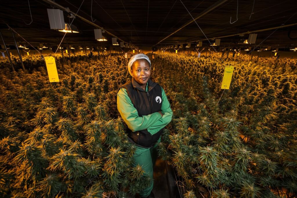 ganjavacations jamaica