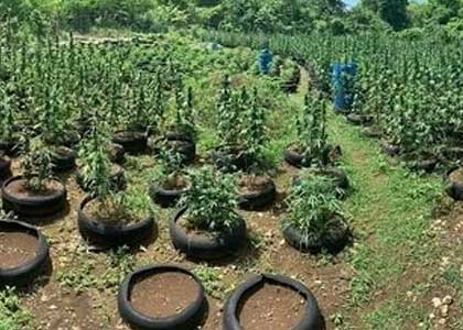 Tour a Negril Weed Plantation