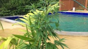 Toker’s Paradise