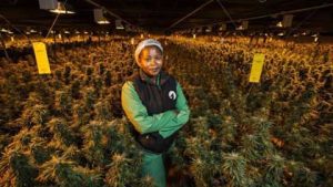 Weed a Holix