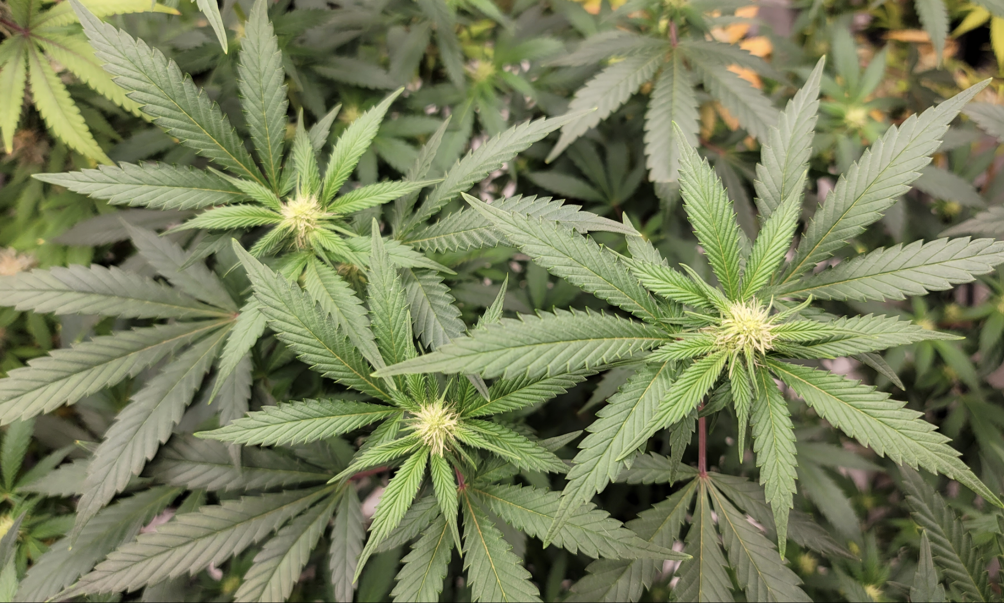 ganjavacations jamaica