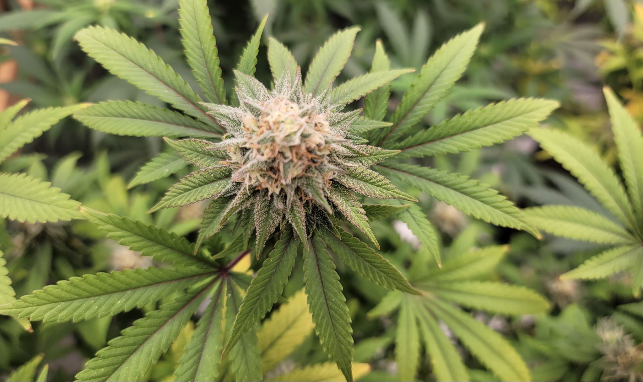 ganjavacations jamaica