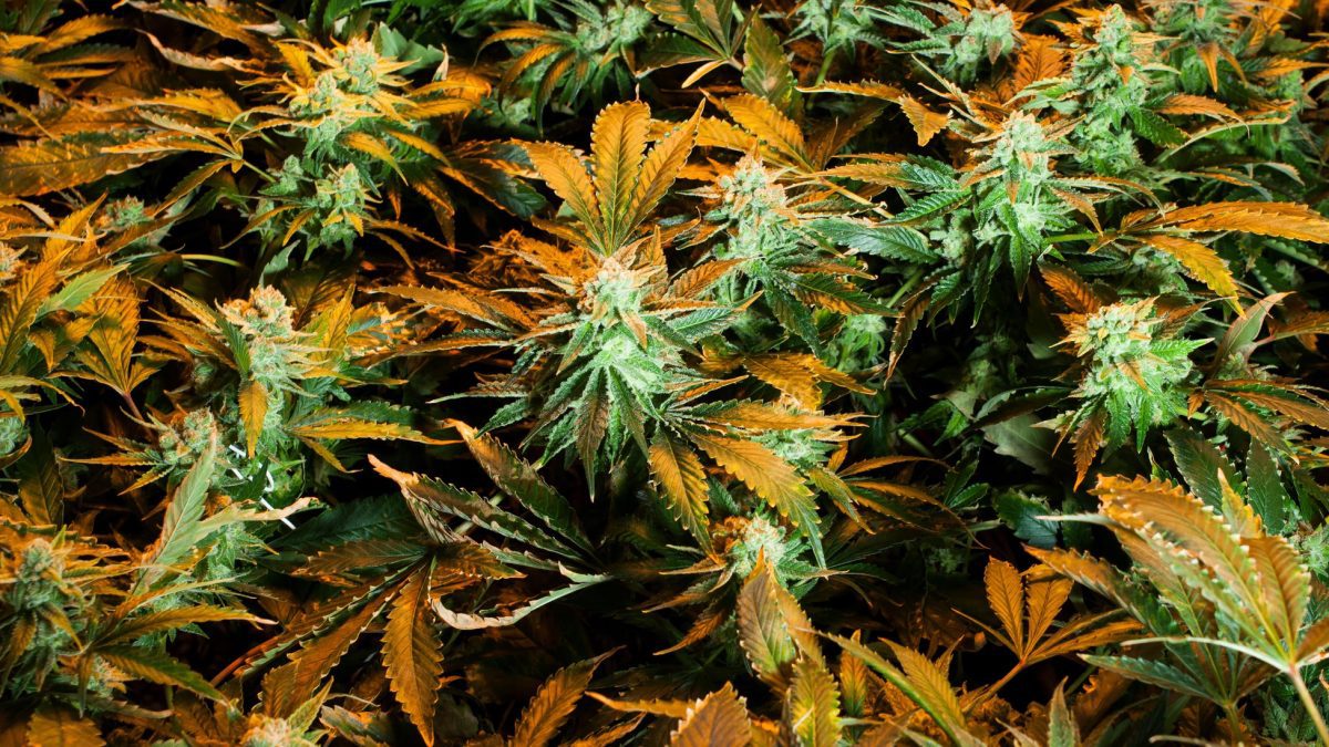 ganjavacations jamaica