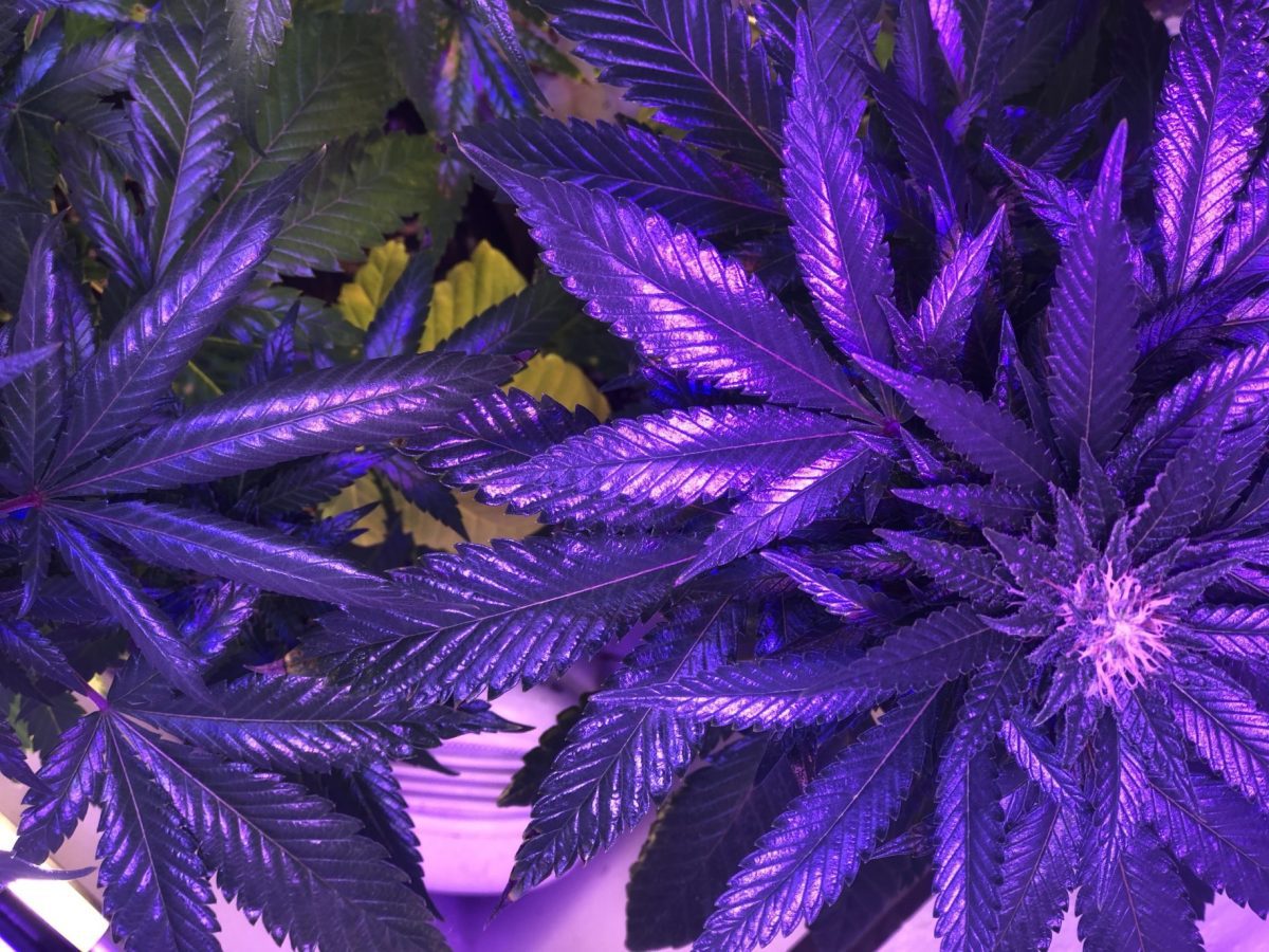 ganjavacations jamaica