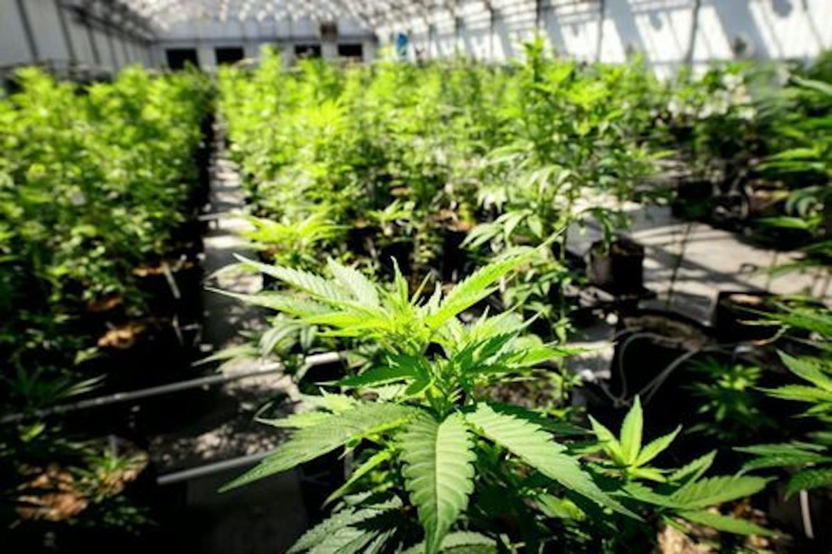 ganjavacations jamaica
