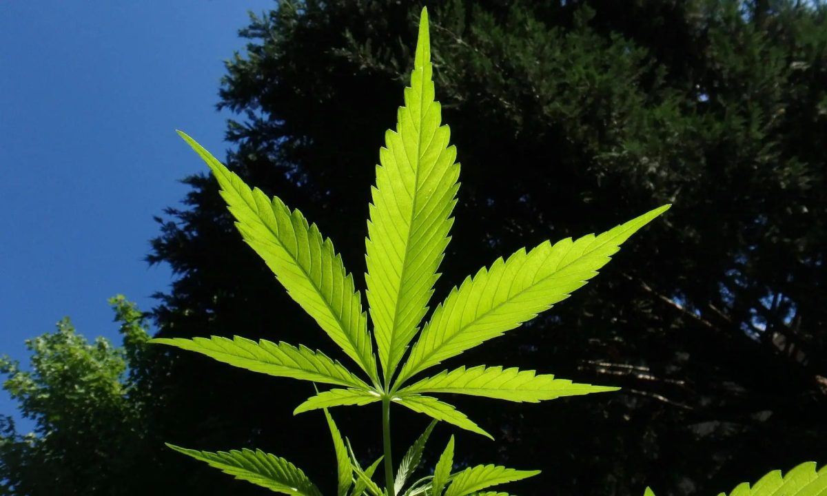 ganjavacations jamaica