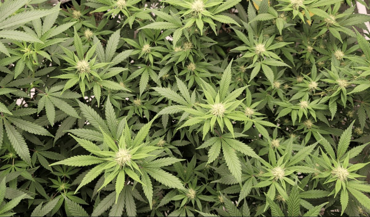 ganjavacations jamaica