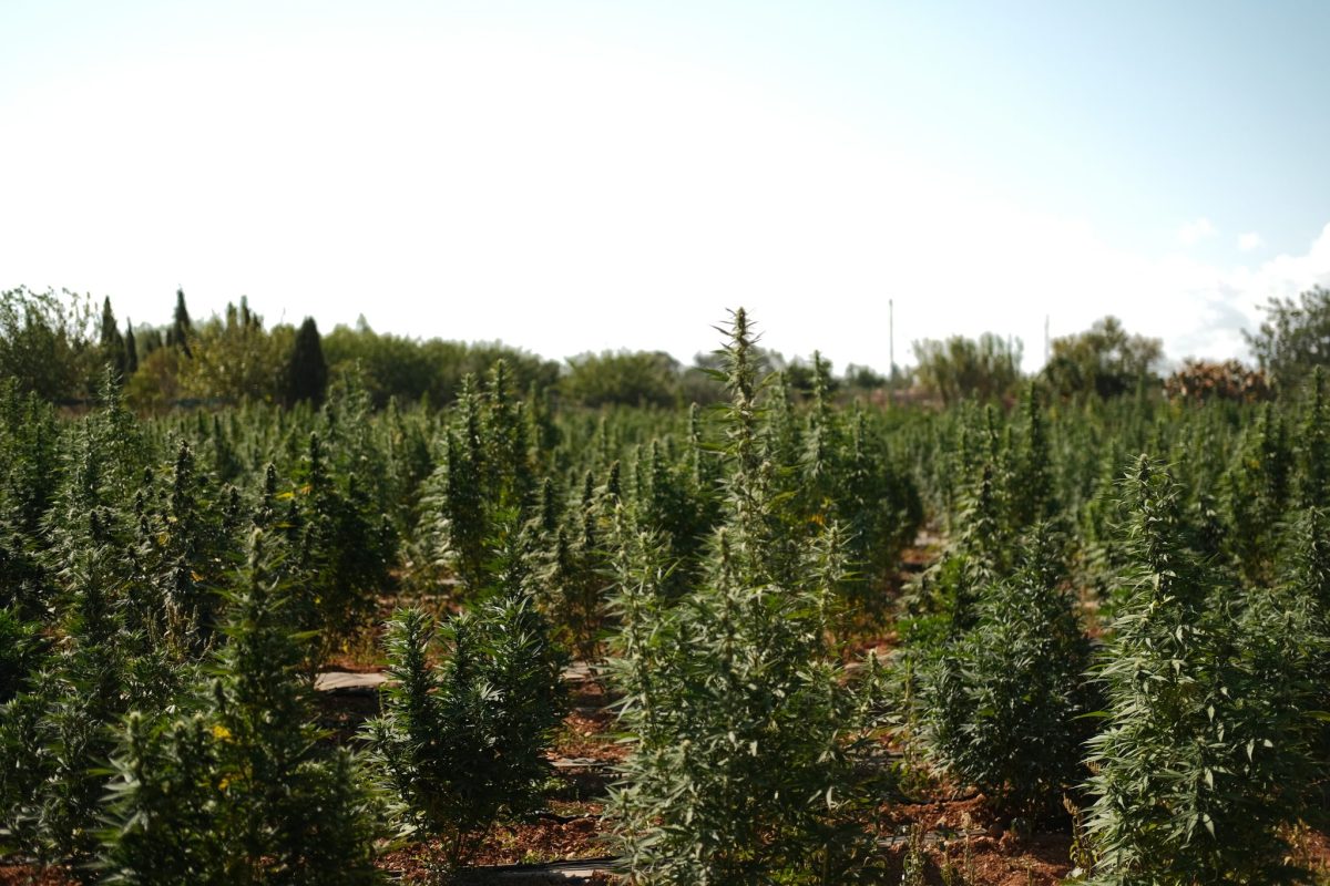 ganjavacations jamaica