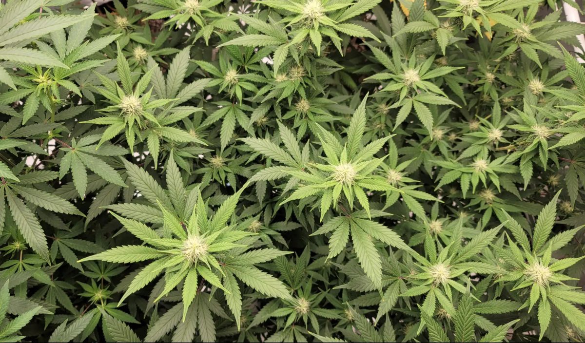 ganjavacations jamaica
